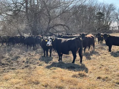 cattle listing photo