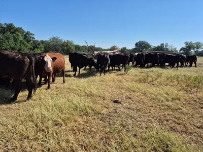 cattle listing photo