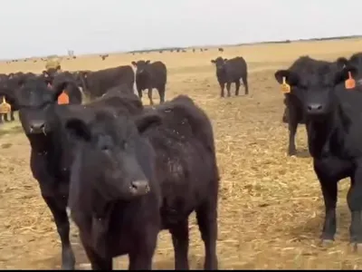 cattle listing photo