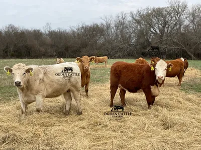 cattle listing photo