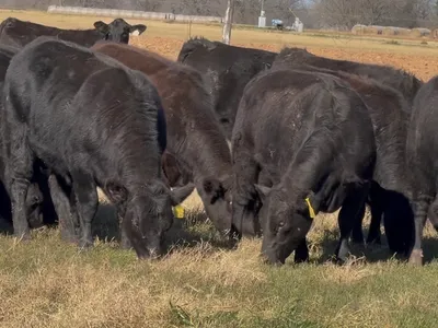 cattle listing photo