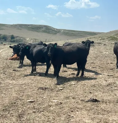 cattle listing photo