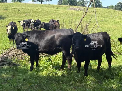 cattle listing photo