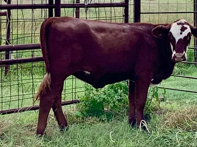 cattle listing photo