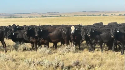cattle listing photo