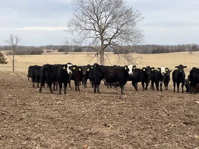 cattle listing photo