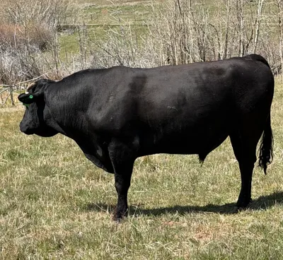 cattle listing photo