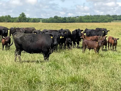 cattle listing photo