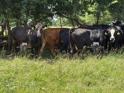 cattle listing photo