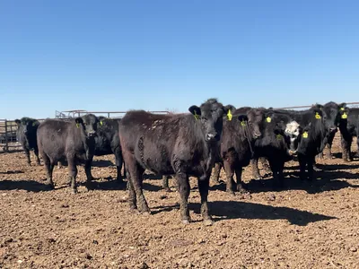 cattle listing photo