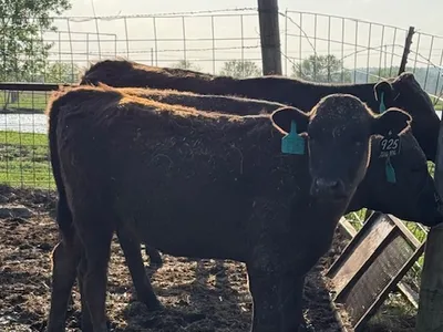 cattle listing photo