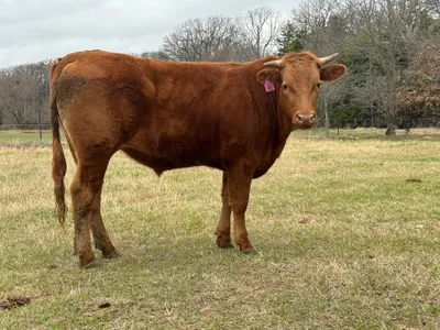 cattle listing photo