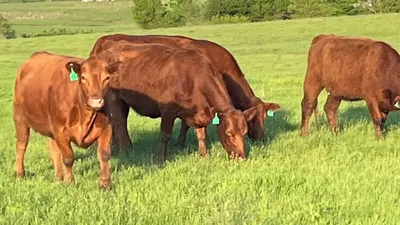 cattle listing photo