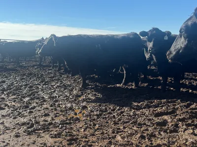 cattle listing photo