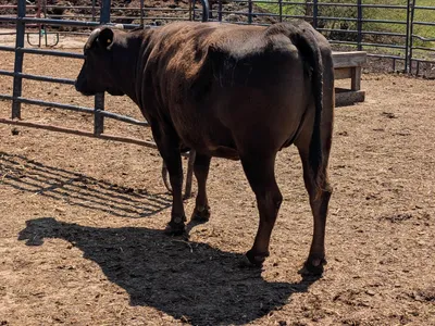 cattle listing photo