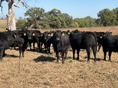 cattle listing photo