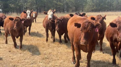 cattle listing photo