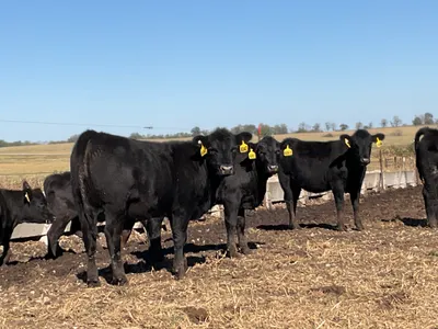 cattle listing photo