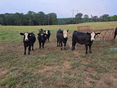 cattle listing photo