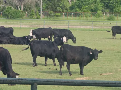 cattle listing photo
