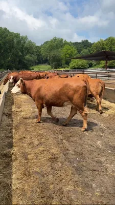 cattle listing photo