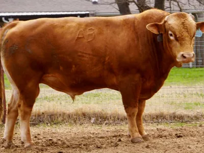 cattle listing photo