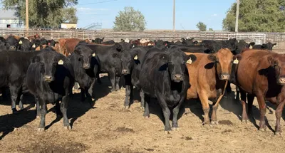cattle listing photo