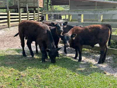 cattle listing photo