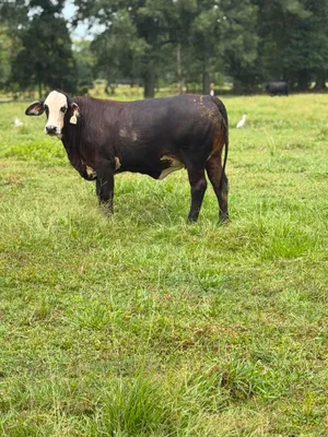 cattle listing photo