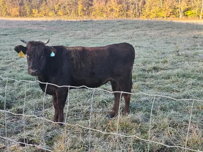 cattle listing photo