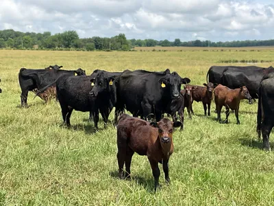 cattle listing photo