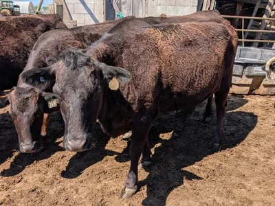 cattle listing photo