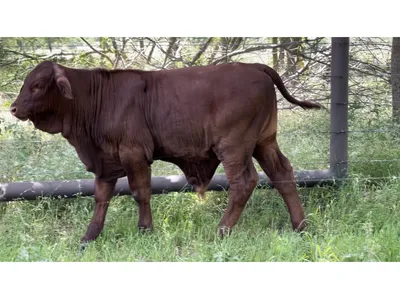 cattle listing photo