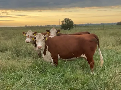cattle listing photo