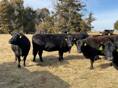 cattle listing photo