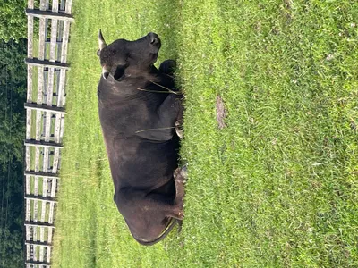 cattle listing photo