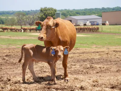 cattle listing photo