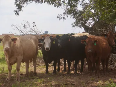 cattle listing photo