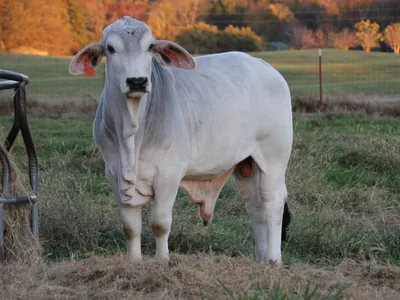 cattle listing photo