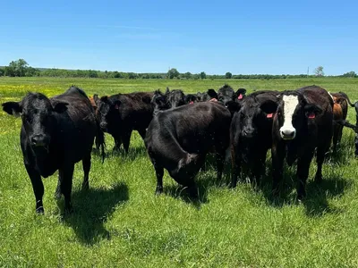 cattle listing photo