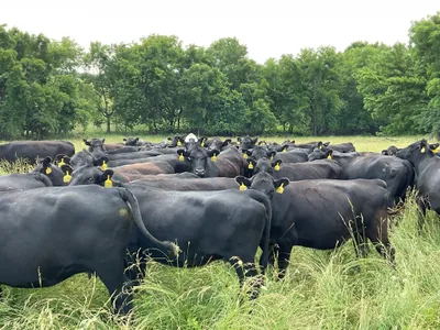 cattle listing photo