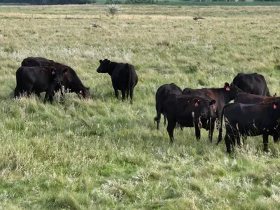 cattle listing photo