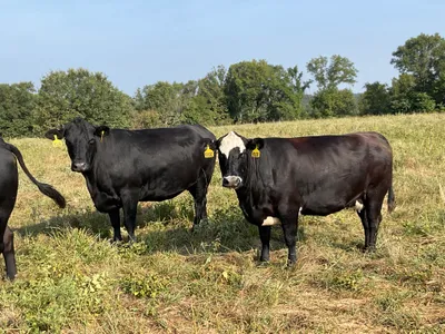 cattle listing photo
