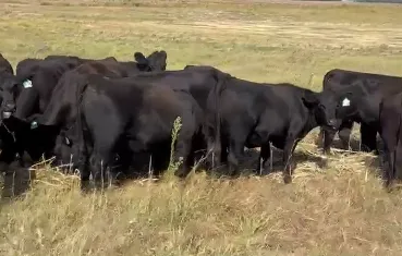 cattle listing photo