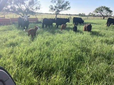cattle listing photo
