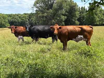 cattle listing photo