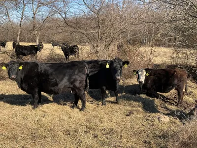 cattle listing photo