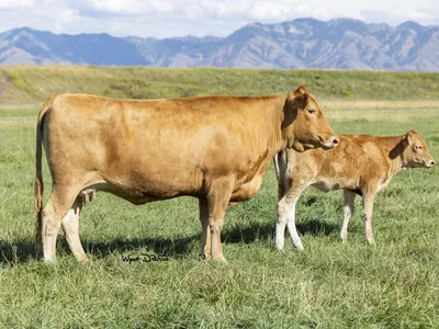 cattle listing photo