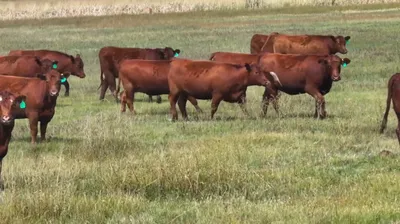 cattle listing photo
