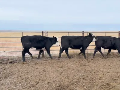 cattle listing photo